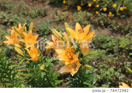 初夏の公園に咲くスカシユリのオレンジ色の花の写真素材