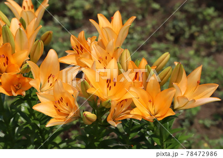 初夏の公園に咲くスカシユリのオレンジ色の花の写真素材