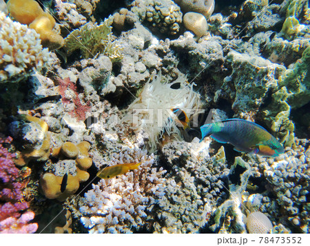 coral reef in Red Sea coral reef in Red Sea 78473552