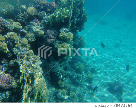 coral reef in Red Sea 78473564