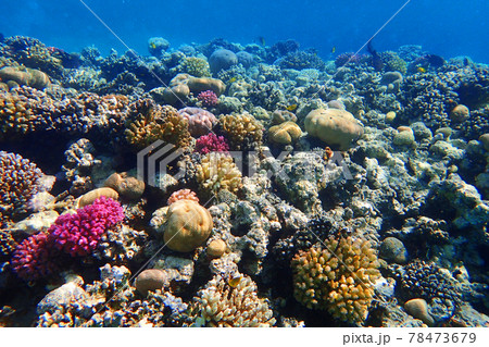 coral reef in Red Sea coral reef in Red Sea 78473679