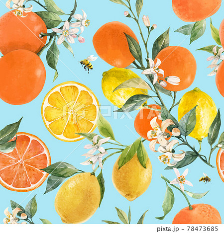 Beautiful vector seamless pattern with watercolor hand drawn citrus orange lemon grapefruit fruits. Stock illustration. Beautiful vector seamless pattern with watercolor hand drawn citrus orange lemon grapefruit fruits. Stock illustration. 78473685