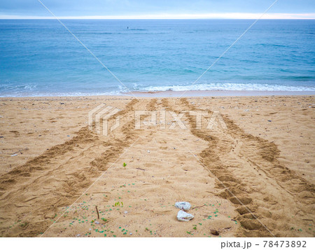 ウミガメの足跡 78473892