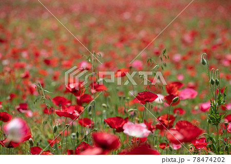 ヒナゲシ花畑 78474202