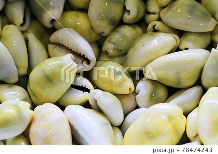 sea shells texture sea shells texture 78474243