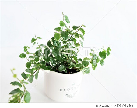 プミラ 観葉植物 プミラ 観葉植物 78474265