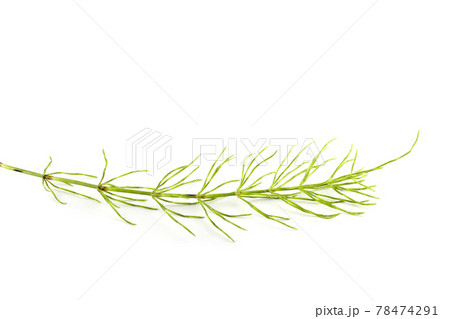 Horsetail isolated on white 78474291