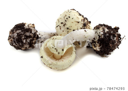 Amanita verna (destroying angel, mushroom fool, fool's mushroom). Deadly poisonous mushroom Amanita verna (destroying angel, mushroom fool, fool's mushroom). Deadly poisonous mushroom 78474293
