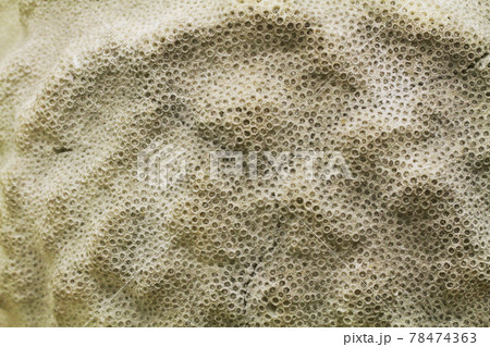 old coral fossil texture 78474363