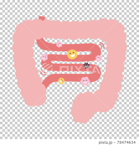 粉紅色小腸的插圖，具有良好的細菌平衡。 78474634