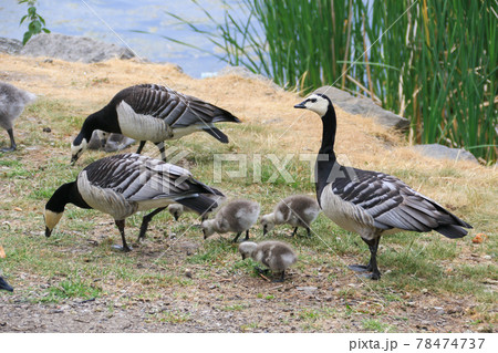 スウェーデン ストックホルム Lusthusportens park カオジロガンの親子 スウェーデン ストックホルム Lusthusportens park カオジロガンの親子 78474737