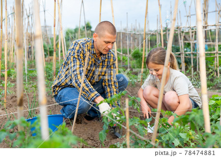 Portrait of a child girl with her father working in vegetable garden Portrait of a child girl with her father working in vegetable garden 78474881