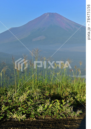 明神山から富士山に葦とオンタデ 明神山から富士山に葦とオンタデ 78475156