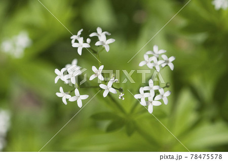 Galium odoratum; flowers in spring, close up shot 78475578