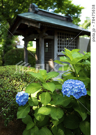 川崎市にある源氏ゆかりのあじさい寺、長尾山妙楽寺 78475638