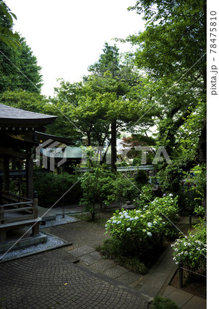 川崎市にある源氏ゆかりのあじさいの寺 長尾山妙楽寺 川崎市にある源氏ゆかりのあじさいの寺 長尾山妙楽寺 78475810