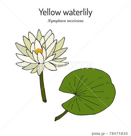 Yellow or Mexican waterlily Nymphaea mexicana , aquatic plant, Yellow or Mexican waterlily Nymphaea mexicana , aquatic plant, 78475830
