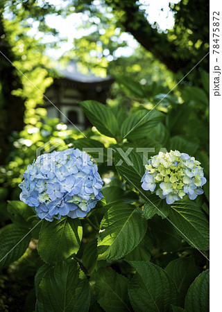 川崎市にある源氏ゆかりのあじさいの寺　長尾山妙楽寺 78475872