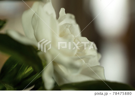 ソフトフォーカスのクチナシの花クロースアップ ソフトフォーカスのクチナシの花クロースアップ 78475880