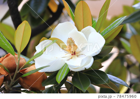 大輪の泰山木（タイサンボク） 78475960