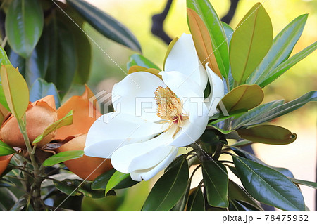 大輪の泰山木（タイサンボク） 78475962