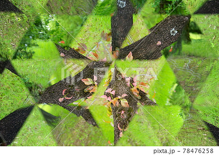 テレイドスコープで見る・新緑の公園の樹木 78476258