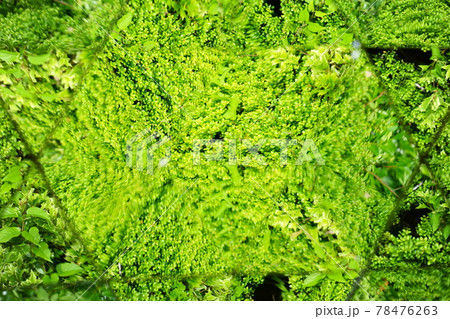 万華鏡で公園の新緑を見る 78476263