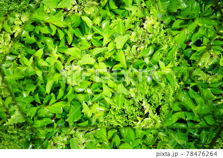 万華鏡で公園の新緑を見る 78476264