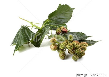 Unripe blackberries cluster Unripe blackberries cluster 78476629