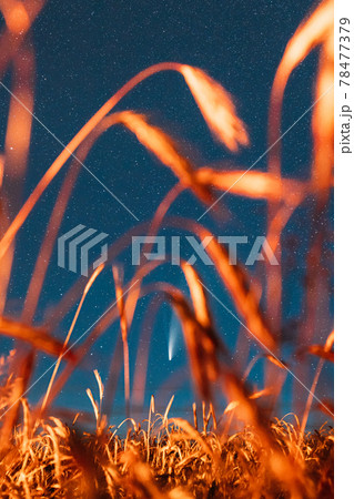 Belarus. 17 July 2020. Comet Neowise C 2020 F3 Shines Bright In The Night Starry Sky Above Young Wheat Field. Night Stars Above Summer Agricultural Field In July Month. Comet At A Distance Of 104 78477379