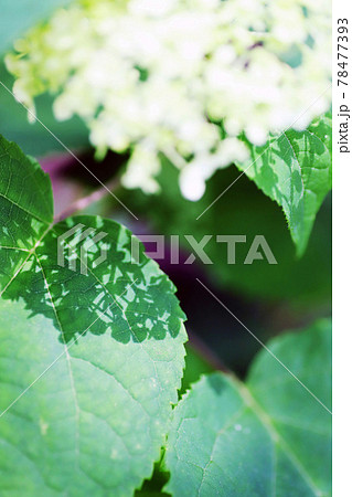 葉にレースのような美しい影を落とす白い紫陽花の花の写真素材