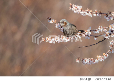 花の蜜を吸いに来たヒヨドリ 78477438