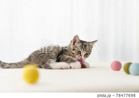 毛糸のボールで遊ぶ生後2ヶ月の子猫 毛糸のボールで遊ぶ生後2ヶ月の子猫 78477698