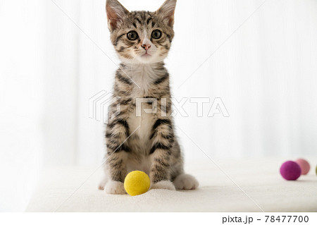 毛糸のボールで遊ぶ生後2ヶ月の子猫 毛糸のボールで遊ぶ生後2ヶ月の子猫 78477700