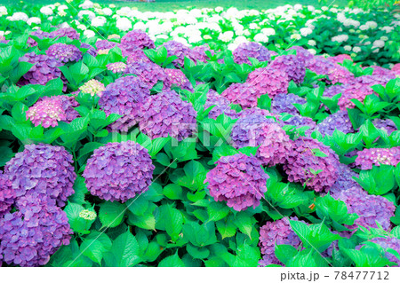紫陽花 紫陽花 78477712