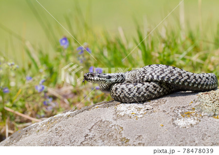 European adder hissing with a tongue sticking out on a stone in the middle of a meadow 78478039