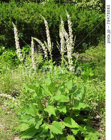 ヨーロッパ 北アフリカ等原産の帰化植物 シロバナモウズイカ の花の写真素材