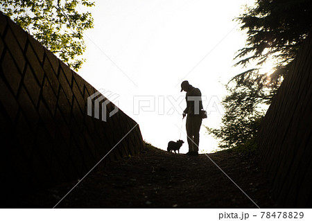 夕日の中を愛犬と一緒に散歩をする飼い主の女性 夕日の中を愛犬と一緒に散歩をする飼い主の女性 78478829
