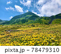 高原に咲く黄色い花 78479310