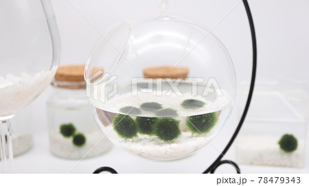 インテリアスタンドに吊るされたガラスに入った毬藻の写真素材