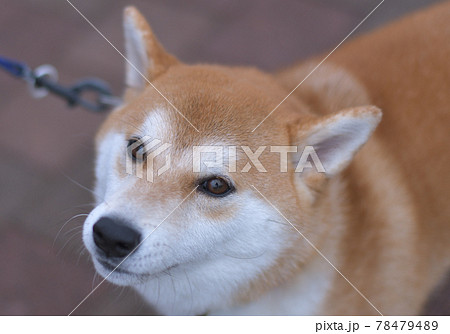 おやつ待ちで優しい顔をしている柴犬の顔のアップ おやつ待ちで優しい顔をしている柴犬の顔のアップ 78479489