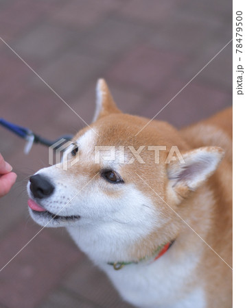 縦位置撮影のおやつ待ちの柴犬 78479500