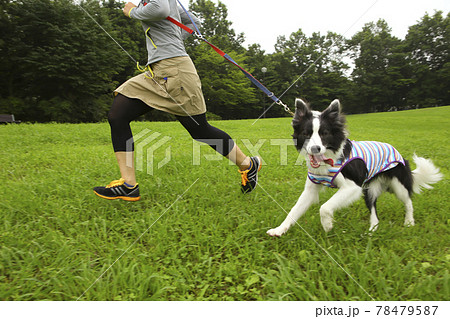 公園でランニングをするボーダーコリーとその飼い主の女性 78479587