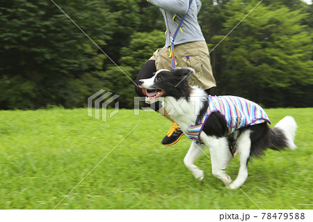 公園でランニングをするボーダーコリーとその飼い主の女性 78479588