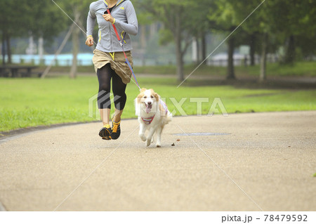 公園でランニングをするボーダーコリーとその飼い主の女性 78479592