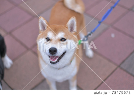 公園を散歩する柴犬 公園を散歩する柴犬 78479672