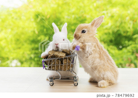 Easter holiday bunny animal and shop online concept.Two adorable baby rabbit pushing together Easter holiday bunny animal and shop online concept.Two adorable baby rabbit pushing together 78479692