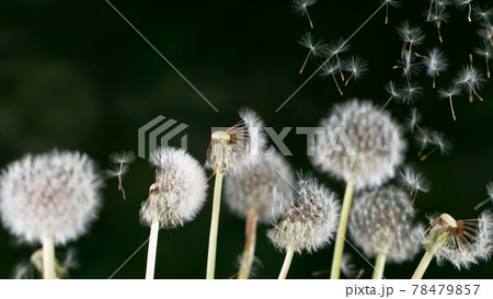 Macro Shot of Dandelion Seeds Being Blown 78479857