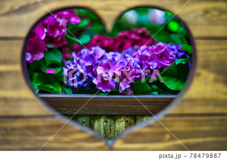 ハートの中の紫陽花 ハートの中の紫陽花 78479887