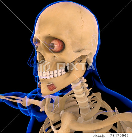 Depressor Anguli Oris Muscle Anatomy For Medical Concept 3D 78479945